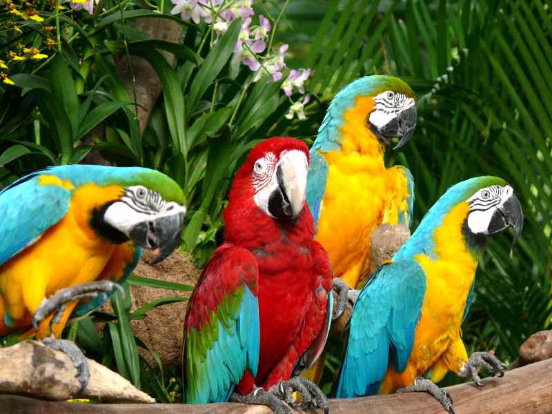 5 Favorite Spots at Jurong Bird Park That You Shouldn’t Miss